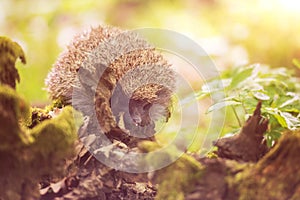 Hedgehog in the sunny spring forest, wildlife natural background. Animals in the wild