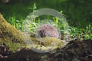 Hedgehog in the sunny spring forest, wildlife natural background. Animals in the wild