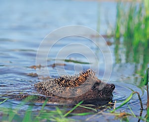 Hedgehog sweaming at the pond