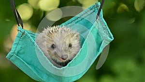 The Hedgehog in the swing is eating an apple
