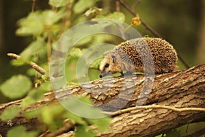 Hedgehog on a tree branch little