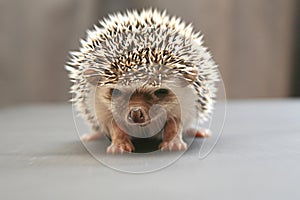 Hedgehog (two weeks) photo