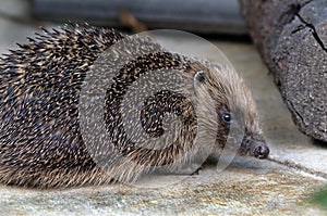 Hedgehog in urban house garden in bright warm weather.