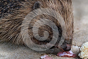 Hedgehog in urban house garden in bright warm weather.