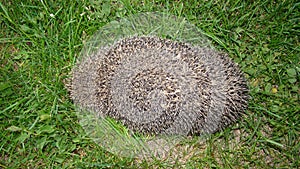 Hedgehog, View from above  Hedgehog on grass in the garden at night in Summer. European hedgehog. Scientific name: Erinaceus europ