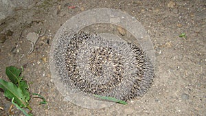 Hedgehog, View from above  Hedgehog on grass in the garden at night in Summer. European hedgehog. Scientific name: Erinaceus europ