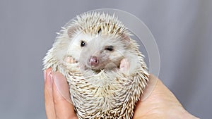 The hedgehog wakes up and jerks his legs. Cute hedgehog in a ball.