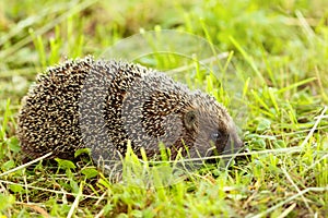 Hedgehog walking in the garden