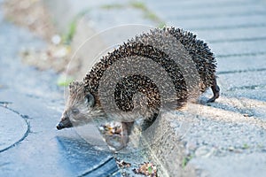 Hedgehog walking through the street.