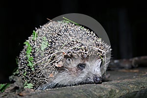 The hedgehog walks at night