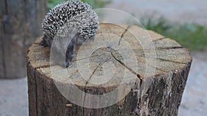 Hedgehog walks on wooden stump