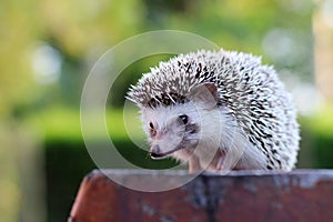 Hedgehog is watching the wooden table