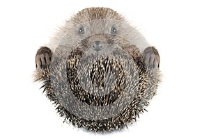 Hedgehog