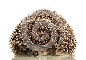 Hedgehog on white background
