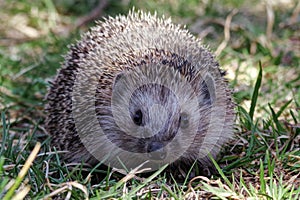 Hedgehog, wildlife - nature detail