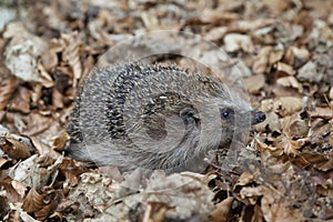 Hedgehog in the wood