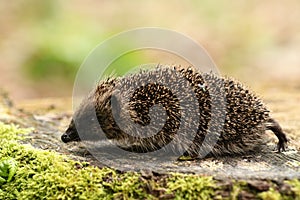 Hedgehog (Erinaceidae). photo