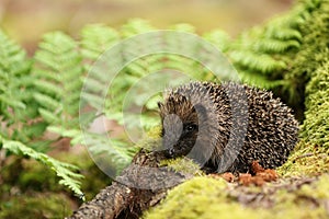 Hedgehog (Erinaceidae). photo