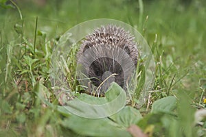 Hedgehog