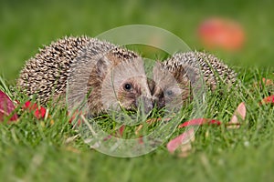 Hedgehogs