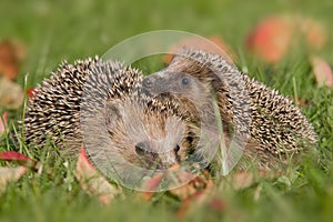 Hedgehogs