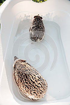 hedgehogs in a bath. Hygiene and cleanliness of pets.prickly pet. process of washing a hedgehogs.