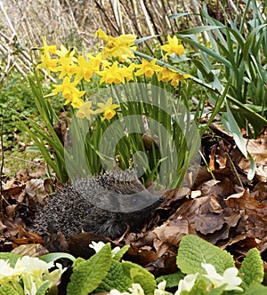 Hedgehogs are so cute & very inquisitive, hidden in primroses