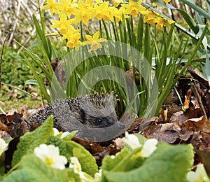Hedgehogs are so cute & very inquisitive, hidden in primroses