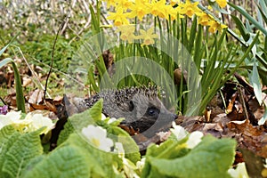 Hedgehogs are so cute & very inquisitive, hidden in primroses