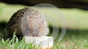 Hedgehogs drink milk from a jar in the garden under the car. White muzzle of a wild animal