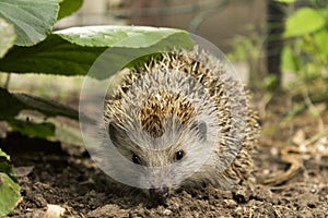 Hedgehogs