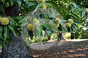 Hedgehogs almost ripe hanging from a chestnut branch just before the chestnut harvest in October in the fall