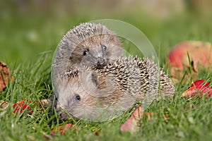 Hedgehogs