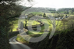 Hedgerow along a country lane in Devon England UK