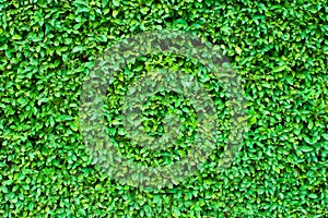 Hedgerow background or wallpaper or texture