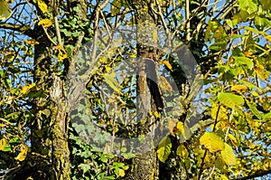 Hedgerow closeup in the autumn sunshine