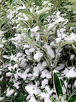 Hedgerow covered in snow