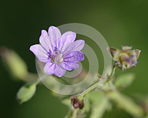 Hedgerow Crane`s-bill