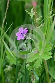 Hedgerow Cranesbill - Geranium pyrenaicum, Norfolk, England, UK.