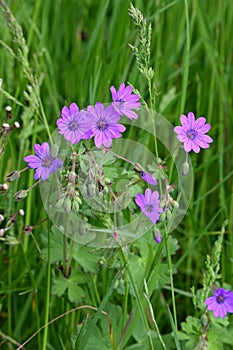 Hedgerow Cranesbill - Geranium pyrenaicum, Norfolk, England, UK.