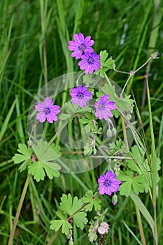 Hedgerow Cranesbill - Geranium pyrenaicum, Norfolk, England, UK.