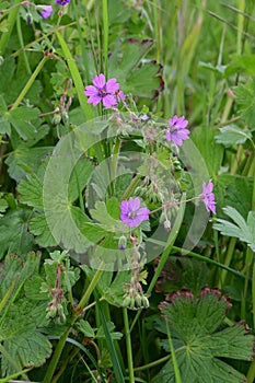 Hedgerow Cranesbill - Geranium pyrenaicum, Norfolk, England, UK.