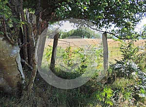 Hedgerow with fenced field