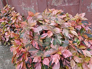 Hedgerow gold fall foliage variegated flower