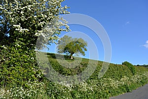 Hedgerow, hawthorn in flower and ash tree