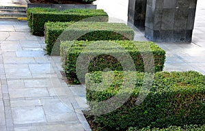 Hedgerow of Ligustrum ovalifolium privet shrubs planted in large paved area sidewalk pedestrian zone 4 hedges of spring sproutin