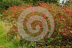 Hedgerow of Red Fuchsia in Ireland