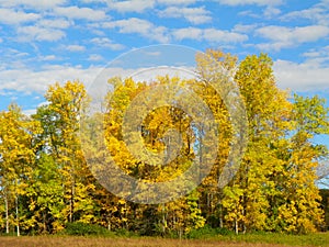 Golden trees against blue sky during NYS Autumn photo