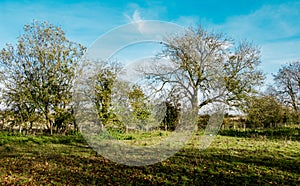 Hedgerow trees in autumn sun