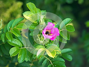 Hedgerow Wild Roses